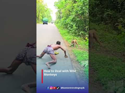 How to Deal with Wild Monkeys