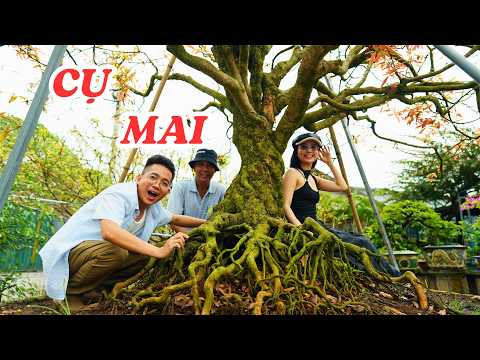 Chiêm ngưỡng cụ mai xù 126 tuổi độc đáo, hiếm thấy ở Việt Nam - ĐỘC LẠ BÌNH DƯƠNG