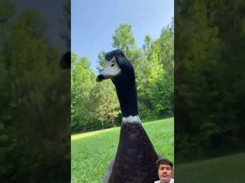#duck #cute #usa #newyork #news