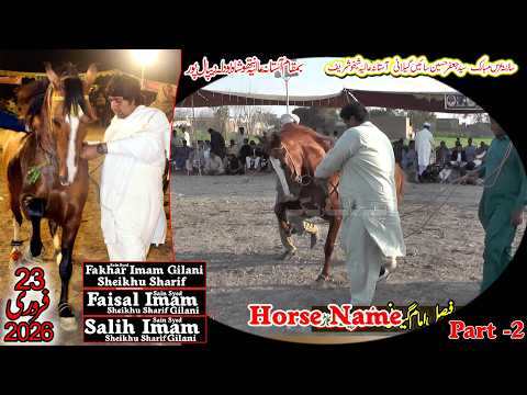 Mawali l Yar Badshah l Hira l Gulab 1 Horse Dance l 23 February 2026 l Nathoo Shah Bodla Depalpur 02