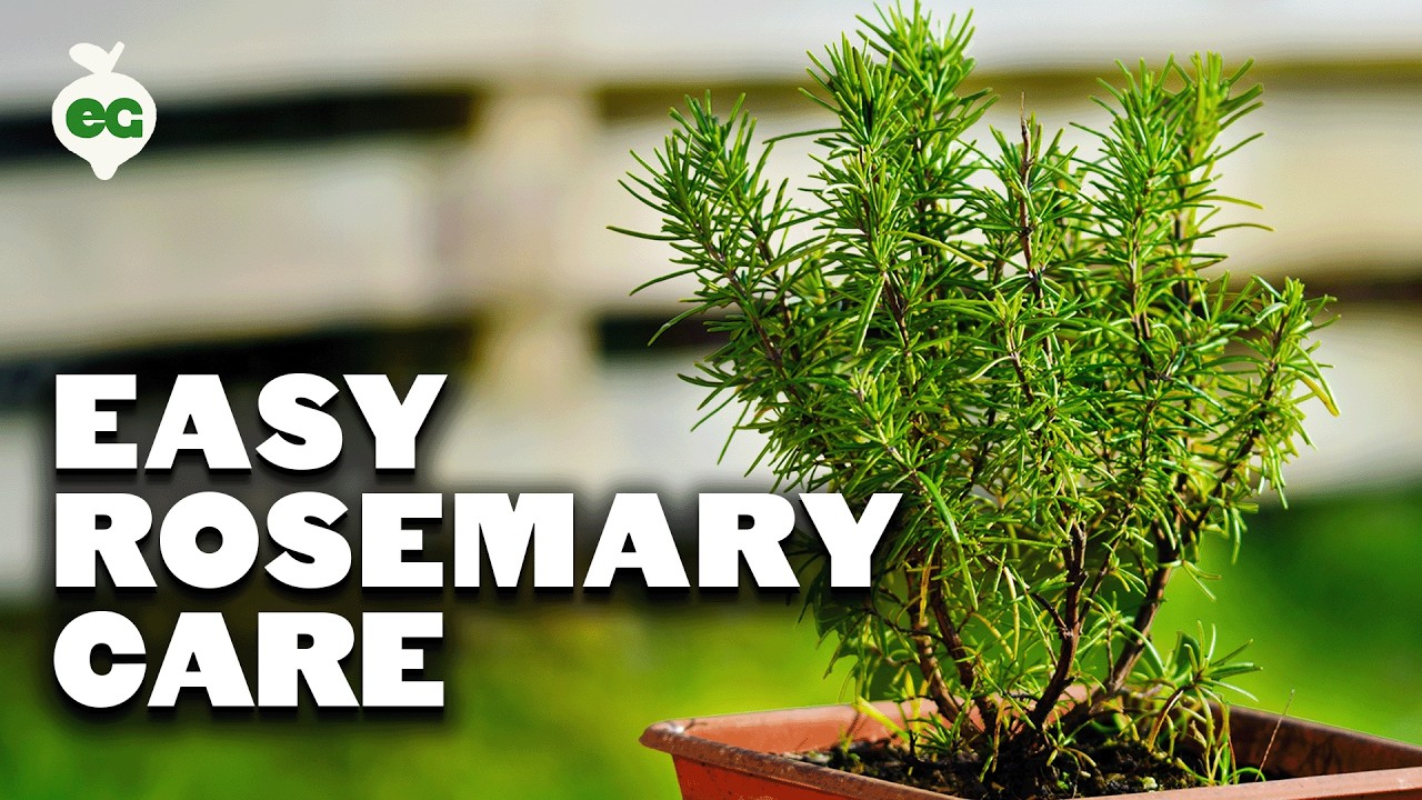 Growing Rosemary is SO Easy, You'll Have to Try To Kill It