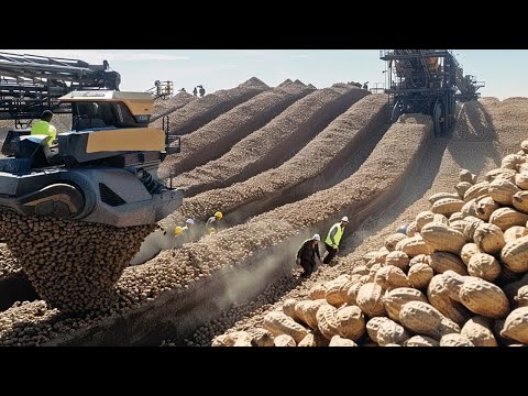 COMO se COSECHAN MILLONES de TONELADAS de CACAHUETES para HACER deliciosa MANTEQUILLA de MANÍ