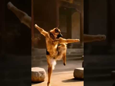 CẨU QUYỀN #shortvideo #peit #cat #shortvideo #shortsfeed #shortvideos #shorts #short #subscribe