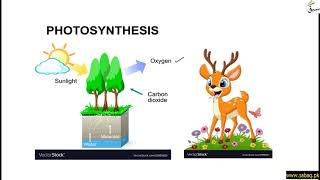 Role of Biotic and Abiotic Components in an Ecosystem