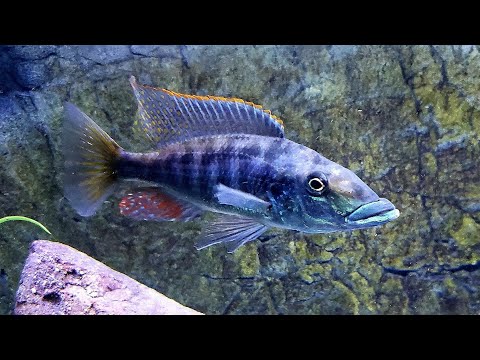 Large Predator Haps in 300 Gallon Aquarium I'm back with a few videos! it has certainly been a while. I hope you enjoy this video featuring my 