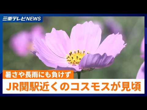 JR関駅近くのコスモスが見頃　約8000平方メートルの休耕田を彩る