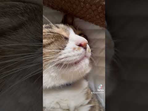 わがままボディーの猫がこちら