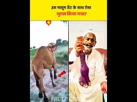 Is Camel Ke Sath Aisa Zulm Kiya Gaya 😭|