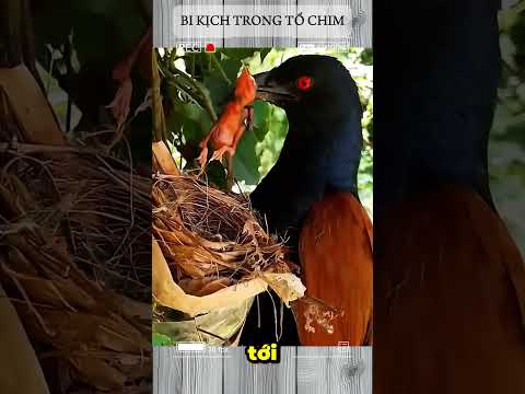 BI KỊCH TRONG TỔ CHIM