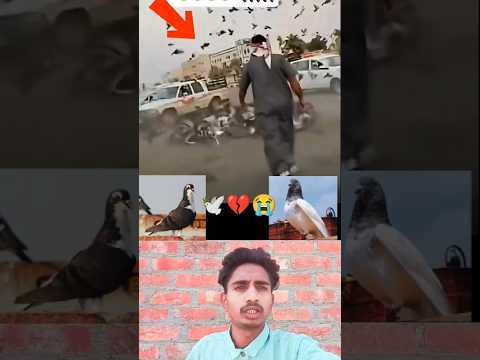 kabootar ki video 😭💔🕊️#pigeon #birds #animals #pets #attitude#pigens #bird #kabootar#pyra