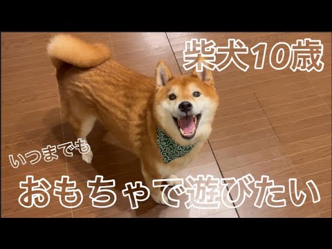 柴犬とパグの成長風景と日常の癒し画像 サムネイル