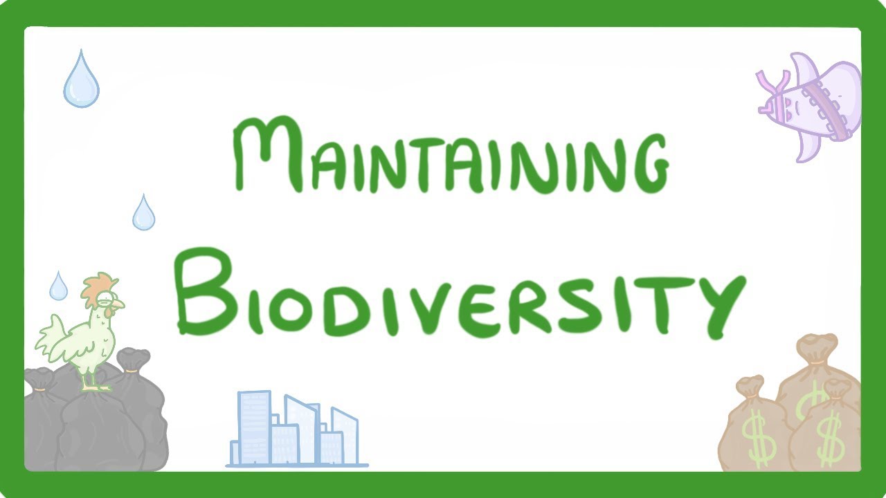 How Can An Increase In Biodiversity Lead To An Increase In Ecosystem Stability