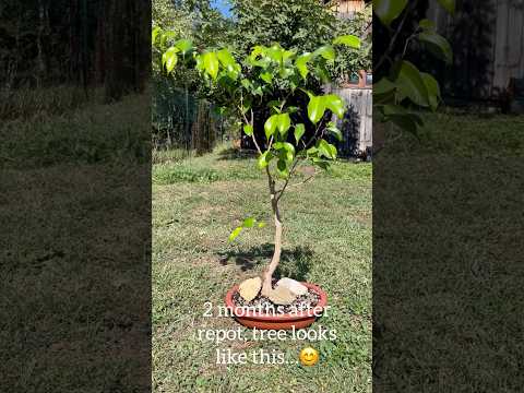 Ficus Benjamina Prebonsai/Timeline #ficusbenjaminabonsai #prebonsai #bonsai #bonsaitree