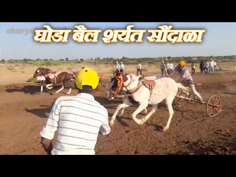 घोडा बैल शर्यत सौंदाळा | ghoda bail sharyat saundala