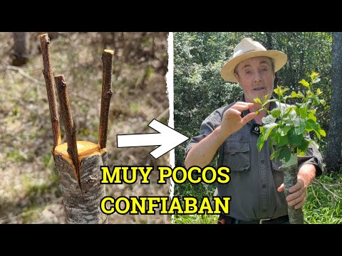 EL INJERTO EN EL QUE POCOS CREYERON | Injerto de frutales con bridas
