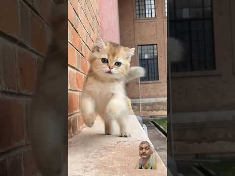 #cat #catlover #cutecat #funny #viral #trending #shortvideo #ytshorts #cute
