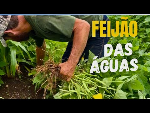 FEIJÃO VERDE - SABOROSO PRATO DA ROÇA- RECEITA SIMPLES