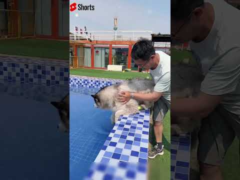 Đụng tới nước là nổi loạn! Chó Husky hủy diệt cả phòng tắm!