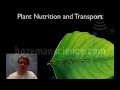Plant Structure and Function Concepts