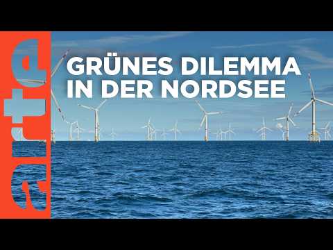 Windparks im Meer - Chance oder Risiko für die Natur? | Doku HD | ARTE