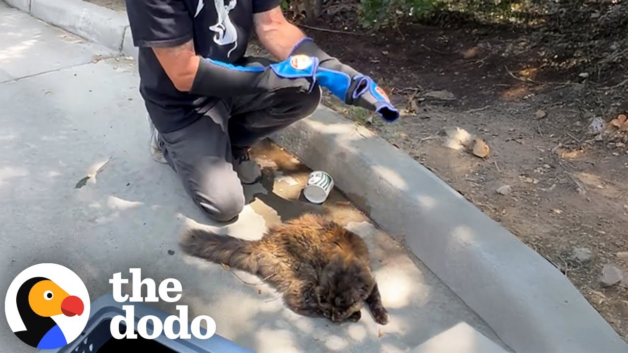 Feral Cat Living Outside Starbucks Becomes A Total Daddy's Girl - The Dodo