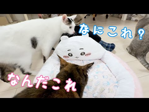 猫たちに新しいちいかわベッドをプレゼントした結果…！