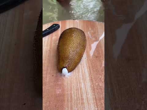 വിചിത്ര സ്വഭാവമുള്ള ജീവി | sea cucumber