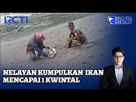 Fenomena Ikan Naik Ke Darat di Banyuwangi | SIS | 11/02