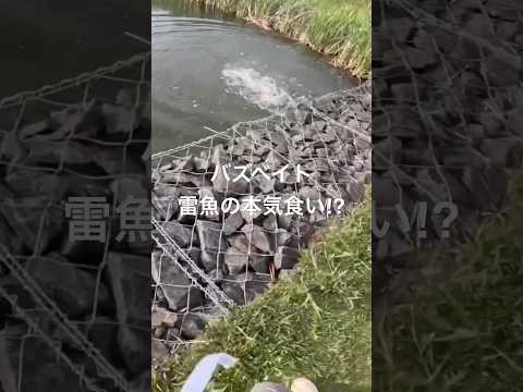 バズベイトにイラだつ雷魚 #fishing #雷魚#バズベイト