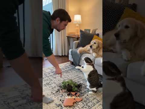 Cat blamed, dog confused โ whoโs telling the truth?