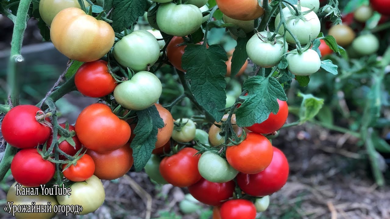 Никогда не удаляйте у томатов пасынки и листья в этот день