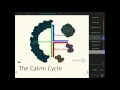 Interactive Case Study on Photosynthesis