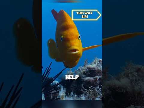 How This Tiny Fish Trains Scuba Divers! 🐠 @therealcorokinaboys
