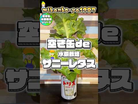 【真夏も育つ】サニーレタスを空き缶で超簡単に水耕栽培しました!夏と秋で生育比較してみました!
