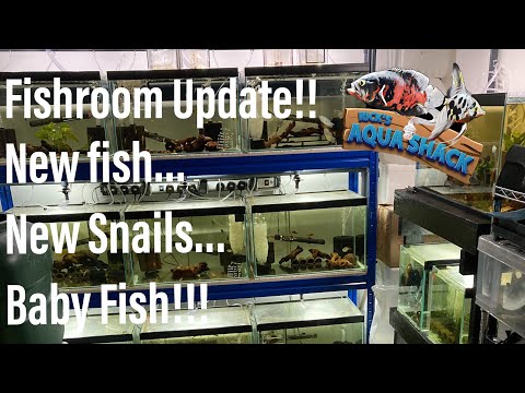 FishRoom Update!! (New Fish & Snails) In todays video I’ll be going over everything new and all of my current babies that you won’t ha
