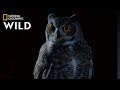 Great Horned Owl Behavior and Anatomy
