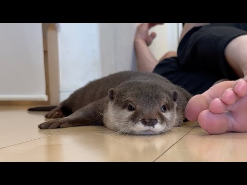 飼い主が寝てる間にカワウソがやっていること！ What otter do while their owners sleep!