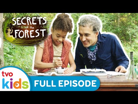 Colours of the Forest 🎨🌸 SECRETS OF THE FOREST - Season 1 Full Episode | TVOkids