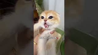 【#雪球日记】希望安抚小猫和犟种小猫,陪女儿一起长大! #曼基康矮脚 #宠咕咕petgugu#宠咕咕冲水猫马桶#宠物界的爱马仕