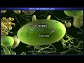 Exploring the Amazing Process of Photosynthesis