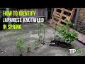 Identifying Japanese Knotweed