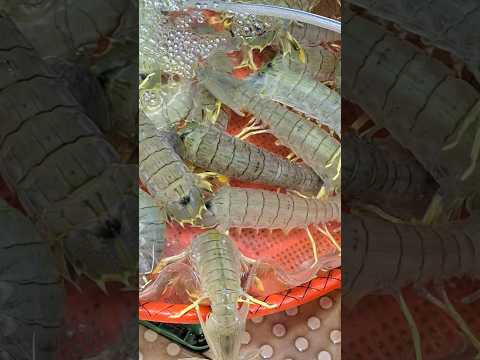 Squilla Mantis/Benjie Gonzales tv