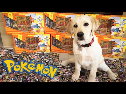 Pokemon TCG News