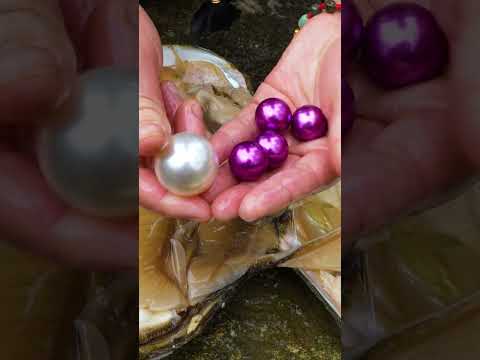 🔥🔥Giant mussels, nurturing precious purple pearls