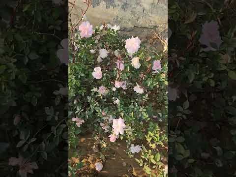 Rose Garden Dwarka Delhi #shortsfeed #shorts #short #travel #rose