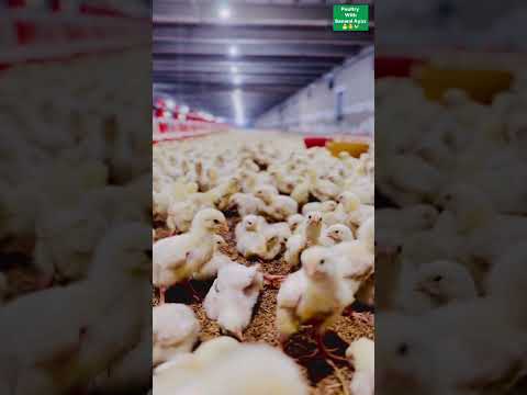 سانول پروٹین فارم وہاڑی😜 #poultry #roosterfarm #chickenshop #farming