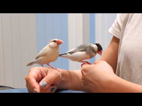 5歳になった文鳥、モカとココが可愛すぎました...【近況報告】