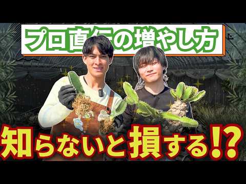 【プロ直伝】ユーフォルビアの増やし方！簡単すぎる挿し木の全手順🌵