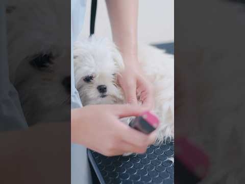 モサモサなチワマル、初めてのトリミング/ First Grooming for a Fluffy Malchi Puppy #トリミング #子犬 #asmr #puppy #犬のいる暮らし