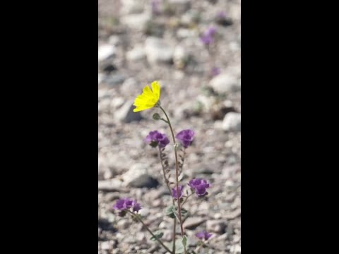 Rare superbloom covers Death Valley